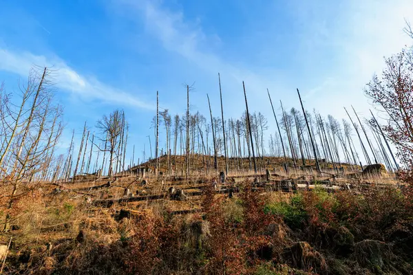 Mavi gökyüzü ve seyrek ağaç gövdeleri ile çorak orman manzarası.