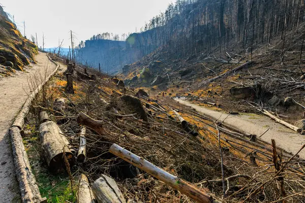 Devrilmiş ağaçlar ve dağlık arazi ile kavrulmuş orman manzarası.