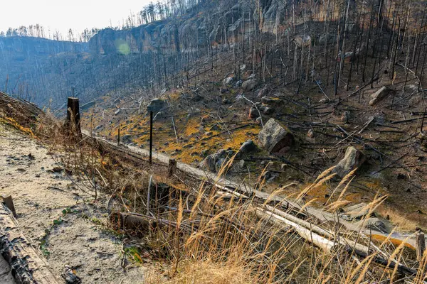 Yanmış orman manzarası yangından sonraki yenilenmeyi ve kömürleşmiş ağaçları gösteriyor..