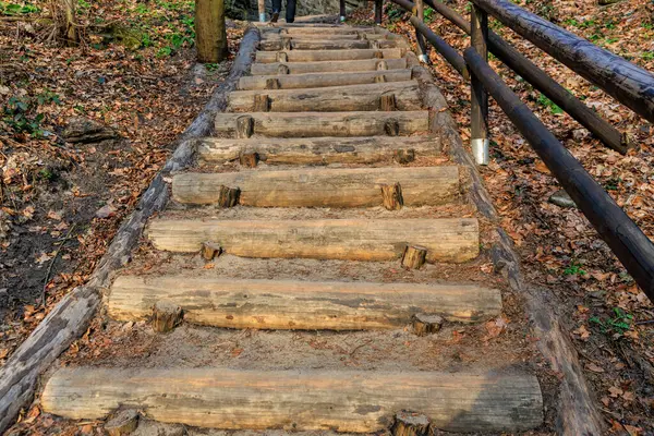 Sonbahar yaprakları ve yapraklarla çevrili orman yolunda kırsal ahşap adımlar..