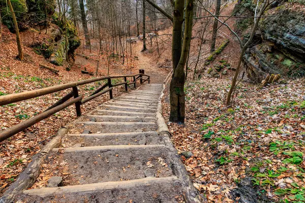 Sonbahar ormanlarında yapraklarla kaplı zeminde orman yolu merdiveni..