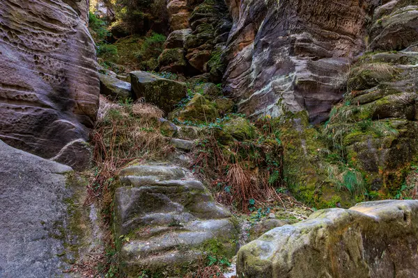 Yosun kaplı kayalık patika, yemyeşil orman kanyonu boyunca.