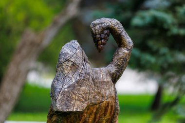 Tahta ayı, kaldırılmış kollarıyla parkta üzüm tutuyor. 2 Mayıs 2023 Romanesti Moldova.