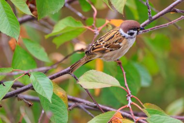Kahverengi ve beyaz bir kuş bir ağacın dalına tünemiştir. Kuş yere doğru bakıyor.