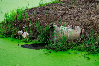 Üzerinde boru olan yeşil bir gölet. Boru yeşil alglerle kaplı. Gölet çimen ve toprakla çevrili.