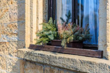 Kırsal pencere, yeşil ve fundalık bitkiler taş pervazda tahta bir kutunun içinde..