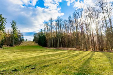 Uzun ağaçlar ve çimenli tarlaları olan güneşli orman kenarları.