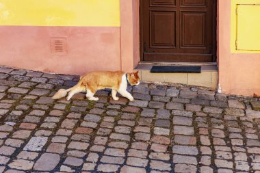 Kızıl kedi renkli bina girişinin yanındaki kaldırımlı sokakta yürüyor..