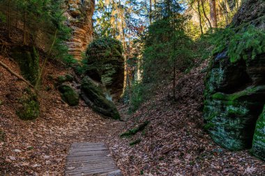 Ağaçlar ve yosun kaplı kayalarla çevrili kumtaşı kanyonunda manzaralı orman yolu..