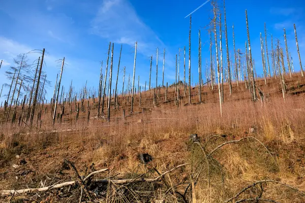 Çorak orman manzarası, açık mavi gökyüzünün altında ölü ağaçlar..