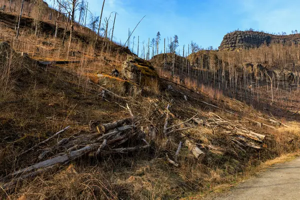 Kesik ağaçlar ve mavi gökyüzünün altındaki kayalık uçurumlarla sonbahar ormanı manzarası.
