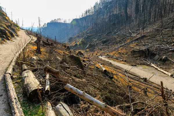 Dağlık vadideki orman yeniden büyümesi yolu. Kesilmiş ağaçlar ve güneşli yamaçlar..
