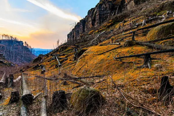 Orman tepelerinde günbatımı yosun kaplı kayalar ve sonbahar manzarasında düşen ağaçlar..