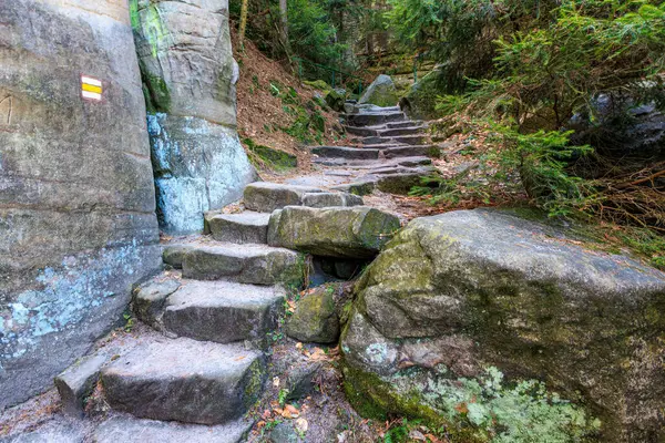 Yosun kaplı kayalar ve ağaçlarla dolu gür orman yolunda kırsal taş adımlar..