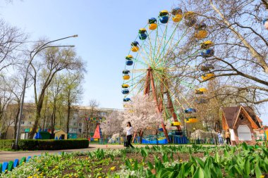 Bir kadın parktaki atlı karıncanın yanından geçiyor. Park ağaçlar ve çiçeklerle dolu ve etrafta dolaşan birkaç kişi var. Atmosfer canlı ve neşeli. 1 Nisan 2024 Balti Moldova