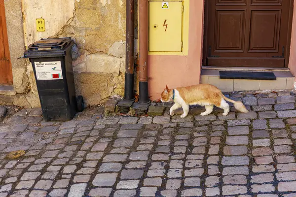 Kızıl kedi, kaldırım taşı caddesinde sarı servis kutusu ve çöp kutusuyla yürüyor. 18 Mart 2025, Madalyon, Çek Cumhuriyeti.