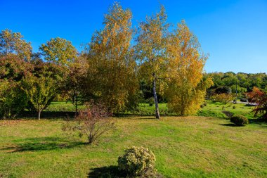 Arka planda mavi gökyüzü olan bir ağaç tarlası. Ağaçlar yapraklarla dolu ve çimenler yeşil
