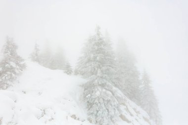 Yoğun kış sisinde, dağ yamacında karla kaplı her yer yemyeşil ağaçlar.