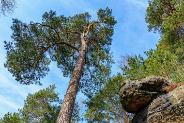 Ormandaki parlak mavi gökyüzüne karşı uzun çam ağaçları ve kaya oluşumları.