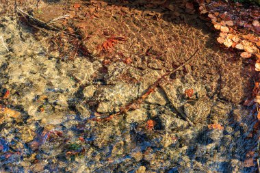 Güneşli sonbahar yaprakları kayalık dipli berrak su deresinin altında.