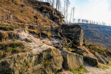 Yangından sonra kayalık orman manzarasında seyrek bitki örtüsü ve kömürleşmiş ağaçlar..