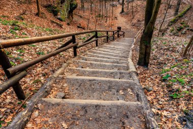 Sonbahar boyunca yaprak kaplı orman yolunda ahşap merdivenler.