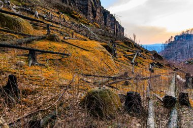 Gün batımında dağlık bir ormanda yosun kaplı kayalar ve devrilmiş ağaçlar..