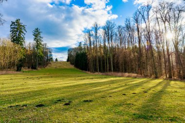 Manzaralı açık arazide büyüleyici orman kenarı ve güneş ışığı.