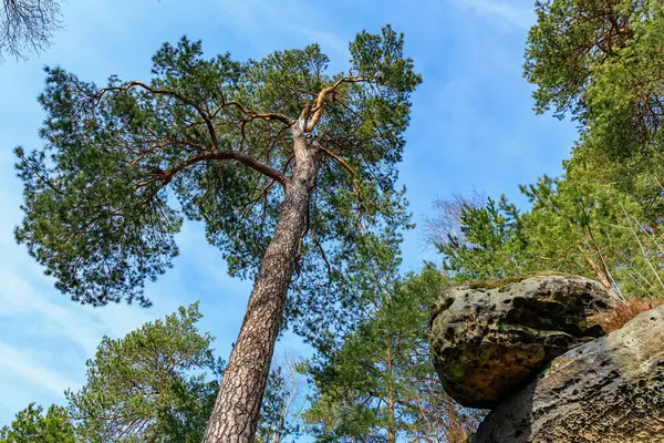 Ormandaki parlak mavi gökyüzüne karşı uzun çam ağaçları ve kaya oluşumları.