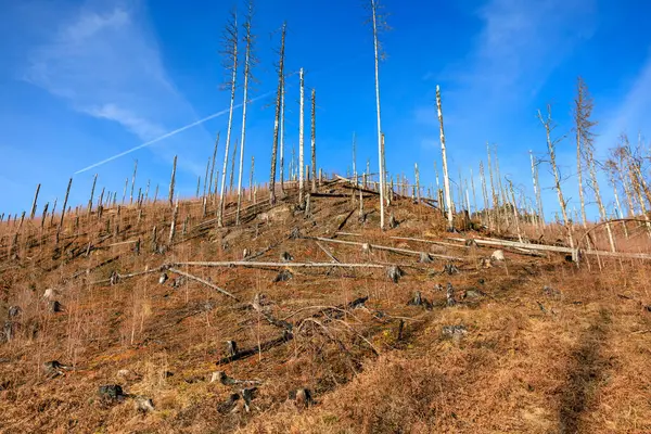 Açık mavi gökyüzünün altında kurumuş ağaçlar olan çorak bir orman manzarası..