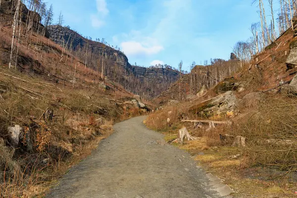 Sonbaharın sonlarında verimsiz ağaçlar ve mavi gökyüzü ile sakin dağ yolu.