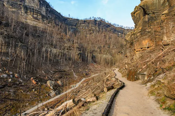 Baharın başında seyrek bitki örtüsüyle Rocky kanyonu yürüyüş patikası.