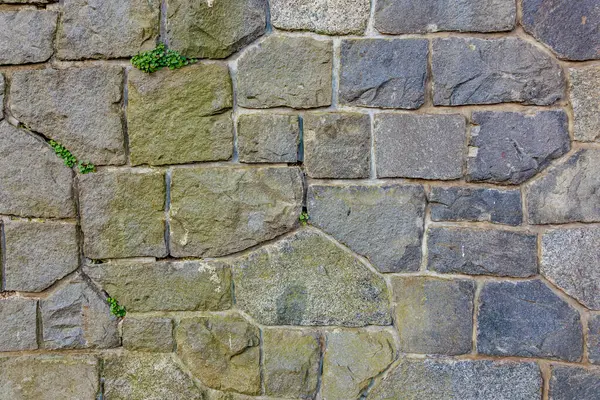 Yeşil yosun ve yosun içeren yıpranmış taş duvarın yakın çekimi. 17 Mart 2025, Konopiste Şatosu, Çek Cumhuriyeti.