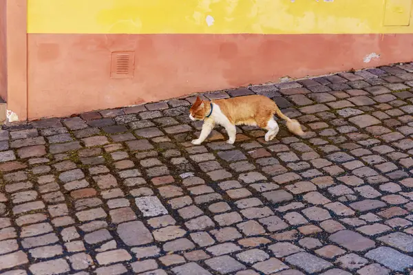 Kızıl kedi kaldırım taşı caddesinde yürüyor, sarı ve turuncu duvarın yanında..