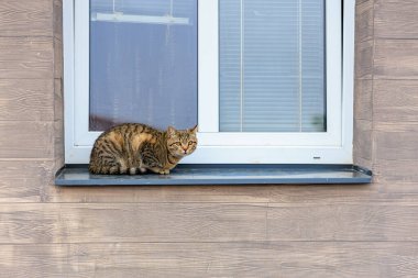 Ahşap duvar arkaplanlı pencere pervazında dinlenen tekir kedi.