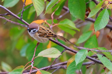 Küçük kahverengi bir kuş bir ağacın dalına tünemiştir. Kuş kahverengi ve beyaz renktedir.