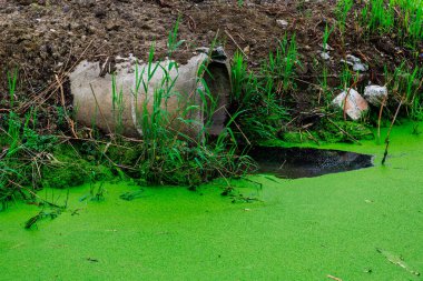 Üzerinde boru olan yeşil bir gölet. Boru yeşil alglerle kaplı. Gölet çimen ve toprakla çevrili.