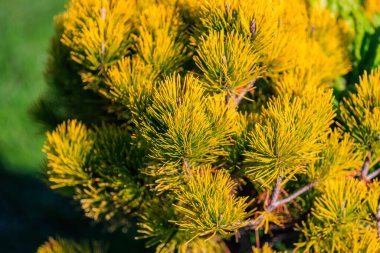 Sarı yapraklı bir ağaç yeşil bir tarlada. Yapraklar ince ve sivri. Ağaç çimlerle çevrili.