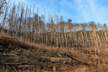 Mavi gökyüzünün altında çıplak ağaçlarla yanmış orman manzarası.