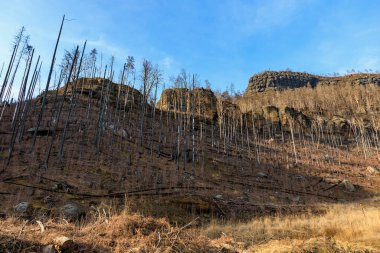 Kayalık tepede açık mavi gökyüzünün altında orman üstüne orman yakıldı..