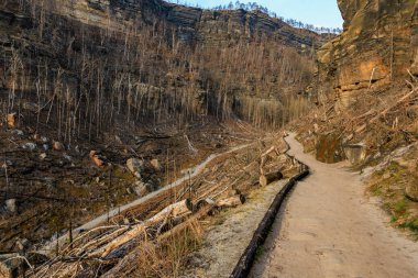 Kayalık vadi ve orman boyunca yıkılmış ağaçlarla manzaralı dağ yolu..