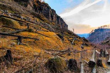 Gün batımında devrilmiş ağaçlarla görkemli kayalık manzaralar..