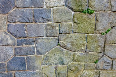 Yeşil yapraklı doğal ışık desenli taş duvar. 17 Mart 2025, Konopiste Şatosu, Çek Cumhuriyeti.