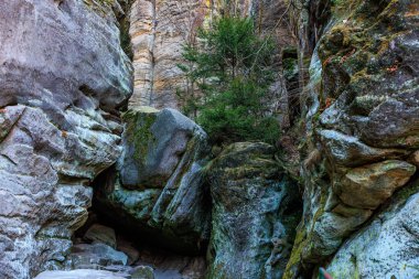 Yoğun bitki örtüsü ve engebeli doğanın ortasındaki ağaçla kayalık bir geçit..
