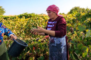 3 Ekim 2023 Pelinia Moldova. Editör kullanımı için. Üzüm toplayan kadınlar
