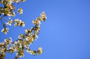 Baharda açık mavi gökyüzüne karşı kiraz çiçekleri açar.
