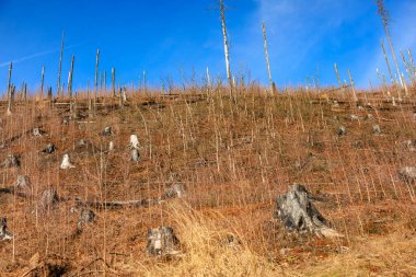 Ağaç kütükleriyle çorak arazi ve açık mavi gökyüzü altında yeniden büyümek..