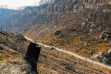 Yanmış ağaçlar ve kayalık araziyle orman üstüne orman yangınları..