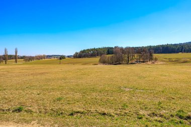 Açık mavi gökyüzünün altında orman ufkuyla uçsuz bucaksız yeşil çayır.