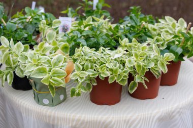 Zebra desenli masa örtüsü de dahil olmak üzere bir sürü saksı bitkisi olan bir masa. Bitkiler çeşitli boyutlarda ve renklerde düzenlenir, canlı ve canlı bir atmosfer yaratırlar.